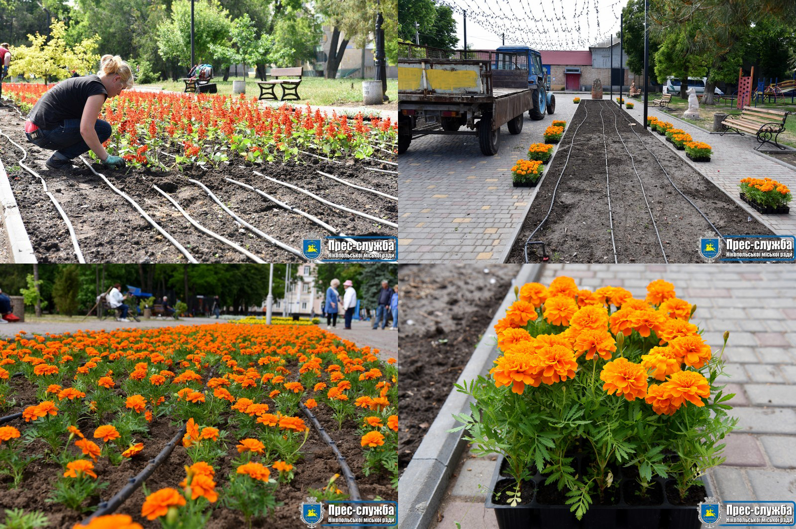 у нікополі висаджують квіти - изображение 1 у нікополі висаджують квіти - изображение 1